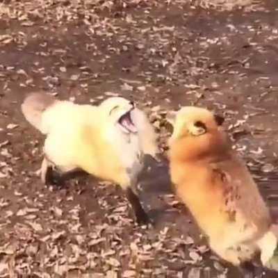 Loafs of bread playing