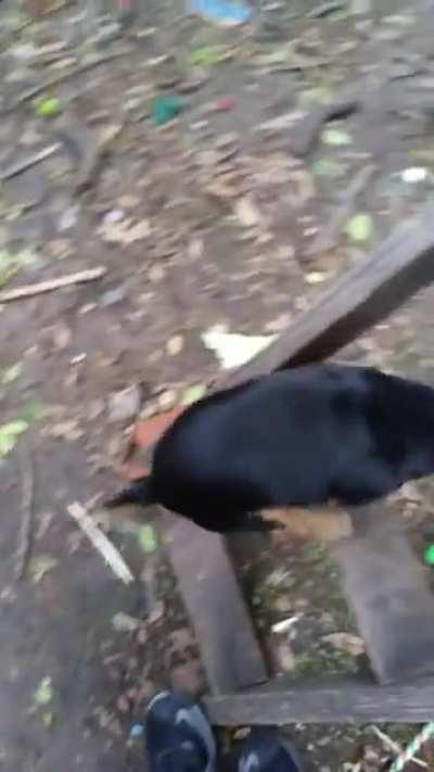 My dog taught itself to climb(sorry for audio cuality)