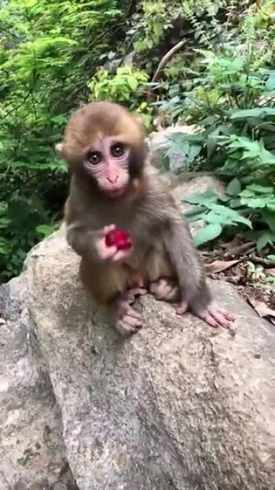 Baby Japanese macaque eating a berry