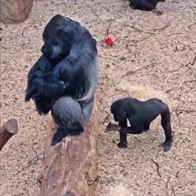 Young gorilla having fun with the silver back