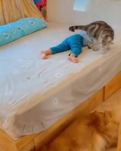 This cat protects a little girl from falling off the edges of different home furniture by blocking her path, making her go to the safe part of the furniture and staying watch by the edge even while she’s asleep to prevent her from rolling off. That’s amaz