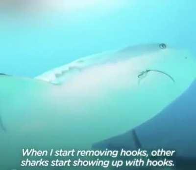 Man saves sharks