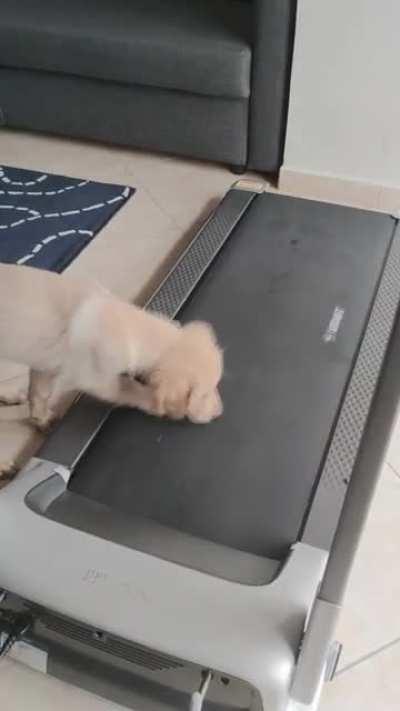 Your Buddy Dog is a puppy who thinks treadmill is a food distribuitor.