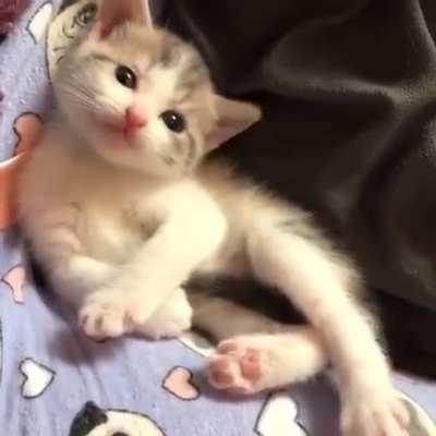 Kitten lifts leg to show the little toe beans