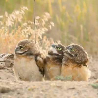 A bird showing off it's big stick