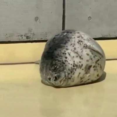 Chonky seal