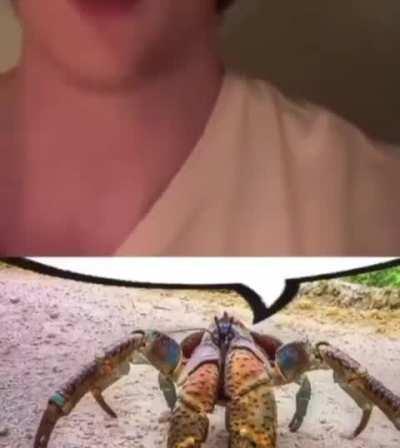 Silly innocent crab