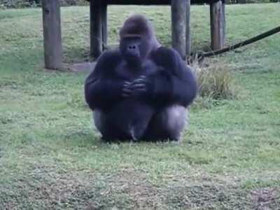 Gorilla uses sign language to tell someone that he's not allowed to be fed by visitors.