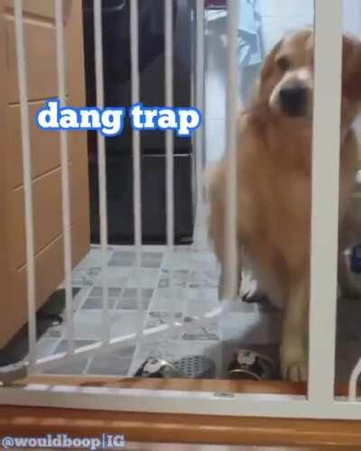 Golden Doggo Does a Prison Break