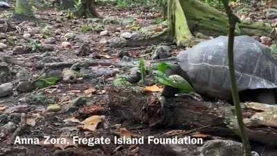 🔥 A giant tortoise hunting and killing a bird