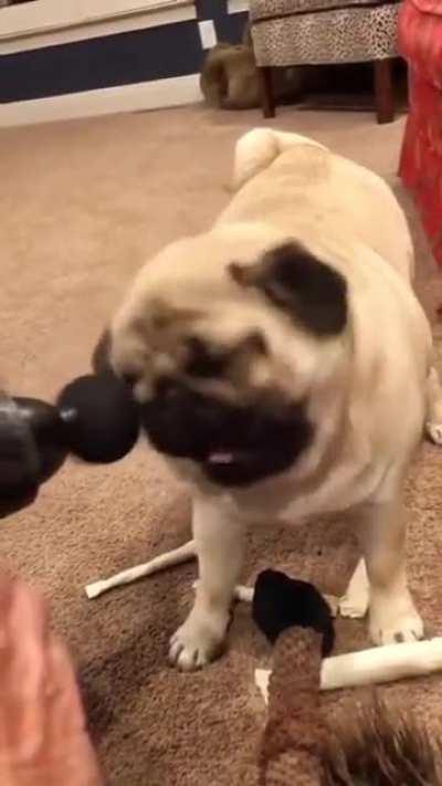 Pug discovers massage gun