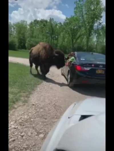 HMFT after this Bison tells me to shut my window.