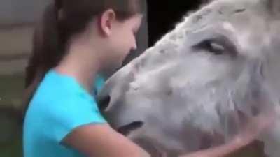 Donkey remembers girl who cared for it when it was sick