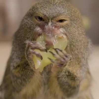 Small monke eat snack