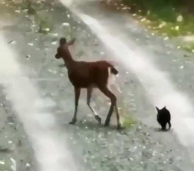 🔥 Real life Thumper and Bambi 🔥