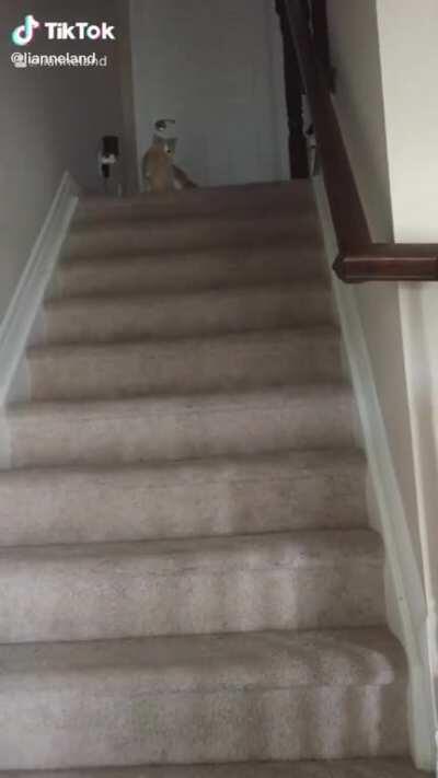 When momma cat decides its time for her kitten to learn stairs