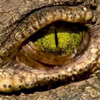 Crocodile eye 🔥