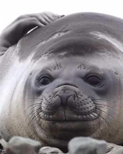 Elephant Seals are phocids (true seals) so they have no external ear and have reduced limbs. Having reduced limbs helps them be more streamlined in the water but also, awkward on land.