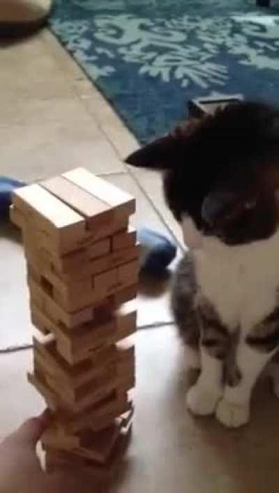 Playing Jenga with a cat looks like a lot of fun