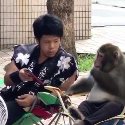 Monkey having a secret conversation with his human friend.