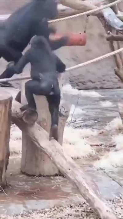 Short edit of the gorillas in my local zoo 🦍