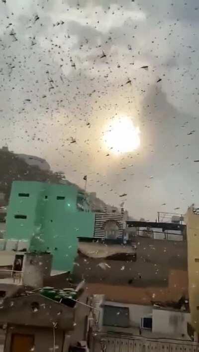 Swarms of locusts attack in Rajasthan, India