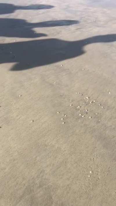 Mole Crabs emerging from their underground burrows in the sand