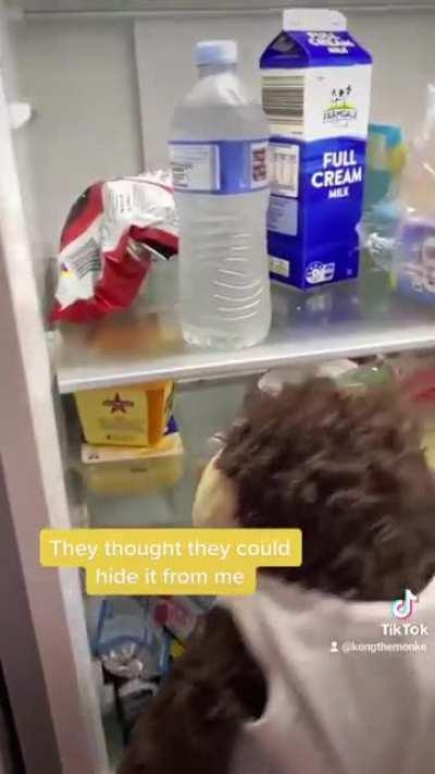 Stuffed monkey house sits and goes through fridge