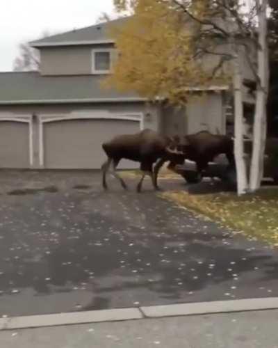 🔥 Two bull moose dueling in an Alaskan suburb 🔥