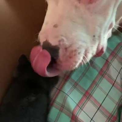 My 90lb pittie loving on one of our 3 week old rescue kittens. Yeti loves cats but none of the others will ever go near him.