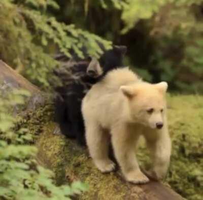 🔥 A couple of siblings taking a stroll.