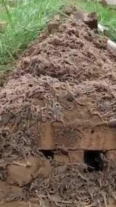 A scorpion nest.