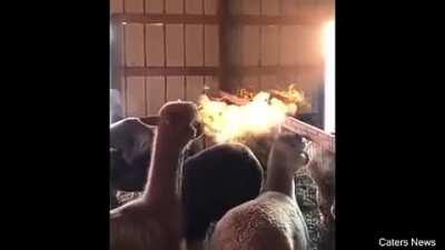 The sunlight and cold morning makes breath from this alpaca look like it's breathing fire