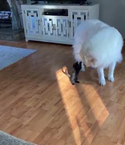 Baby panther attacks polar bear