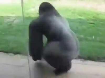 First ape zoom I’ve seen