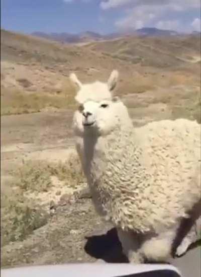 The absolute floof of this llama