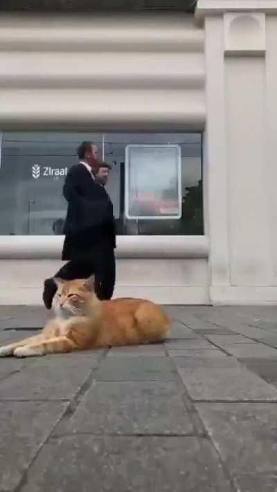 Being a cat in Istanbul