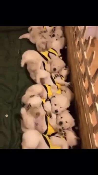 All the puppies waking up at once