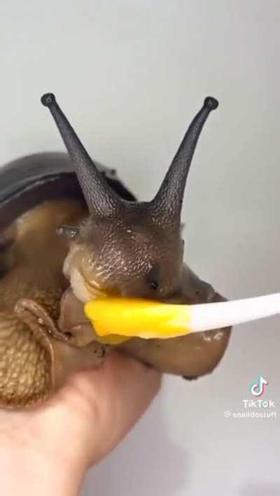 Feeding a pet Snail