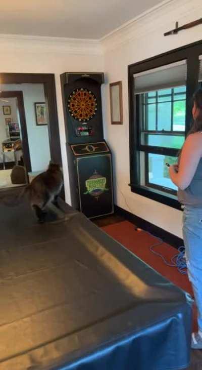 Our animals like the new dart board