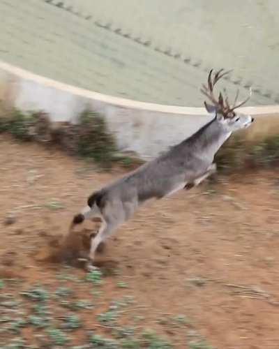 A view of a deer clearing the fence cleanly!