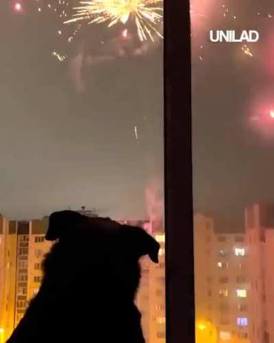 Wow !! Maybe I don't think I have ever known a dog to love fireworks so much.🎆