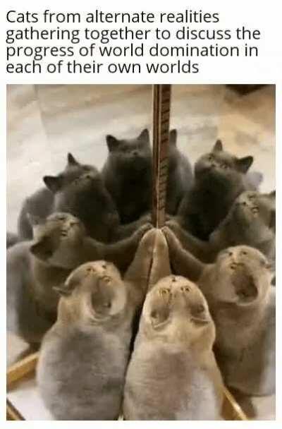 Cat cults don't exi-