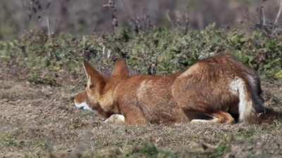 Lobo upando sneak