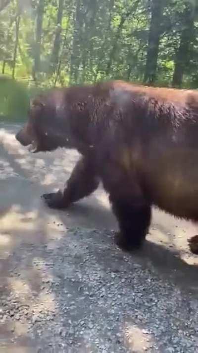 Absolutely huge Grizzly Bear.