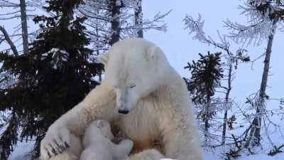 A polar bear mom nursing her cub