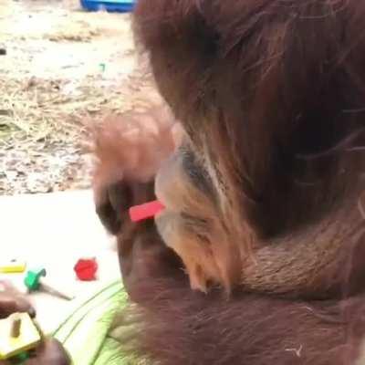 The dexterity of this orangutan's top lip