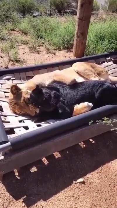 Lioness and black panther cuddling