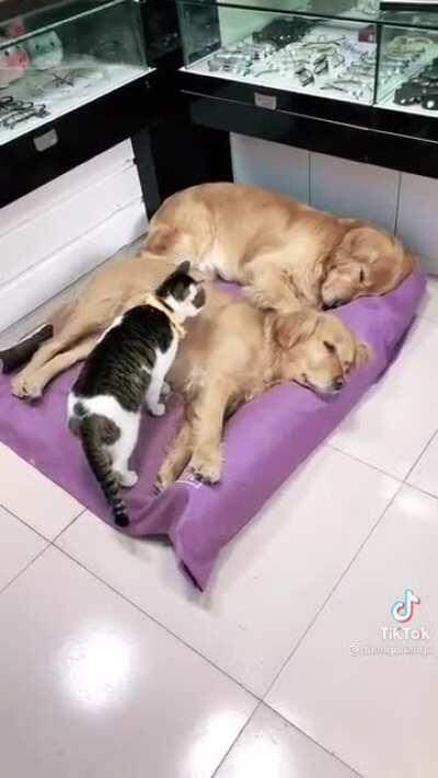 Cat sandwich