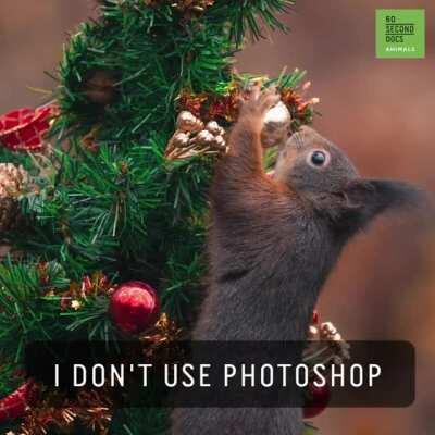 Squirrel Photographer